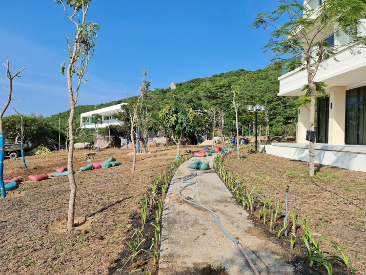 Hoàn thiện và bàn giao gói thầu Cung cấp, trồng và bảo dưỡng cây xanh, thảm cỏ Dự án Vias Vân Phong Resort